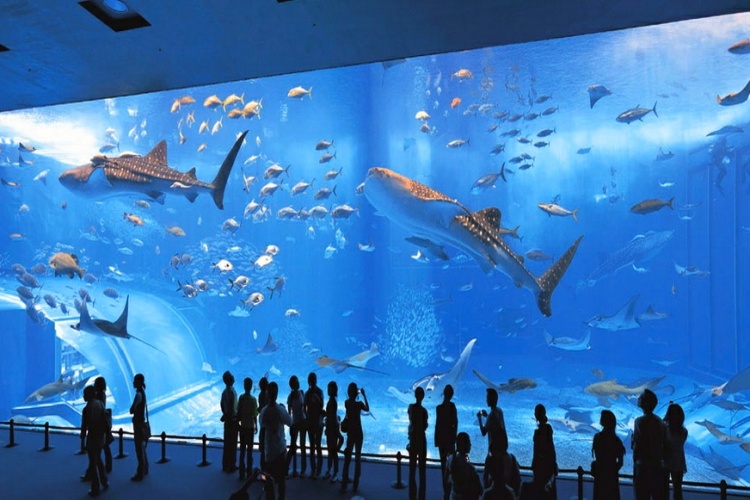 Океанографический музей, Монако
