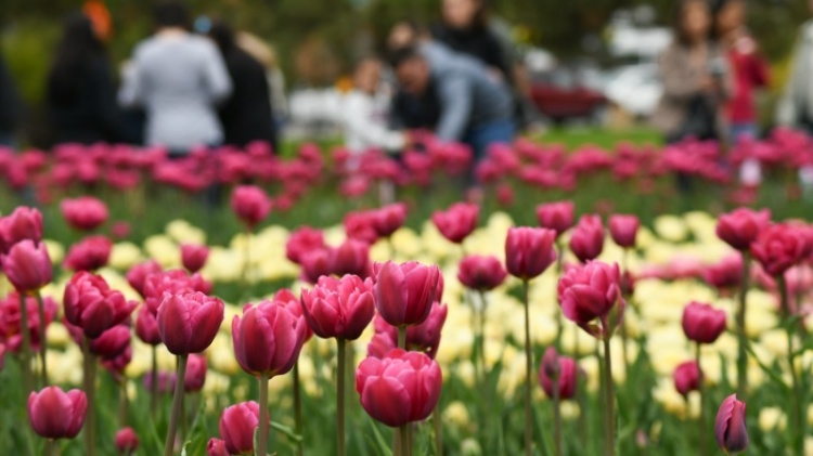 Фестиваль тюльпанов в Канаде