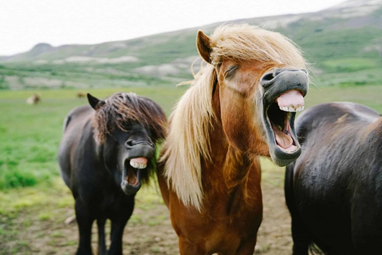 Исландские лошади могут испортить машину
