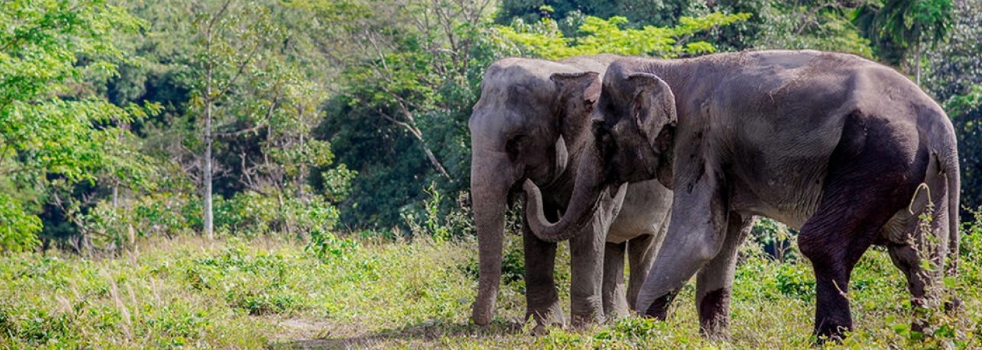 Заповедник «Убежище слонов» на Пхукете