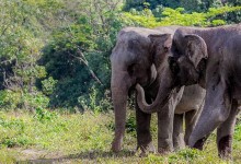 Заповедник «Убежище слонов» на Пхукете