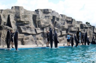 Аквариум и дельфинарий в Батуми