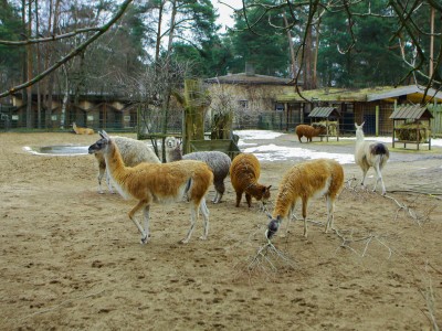 Зоопарк в Тбилиси, аквариум, аттракционы и конный клуб