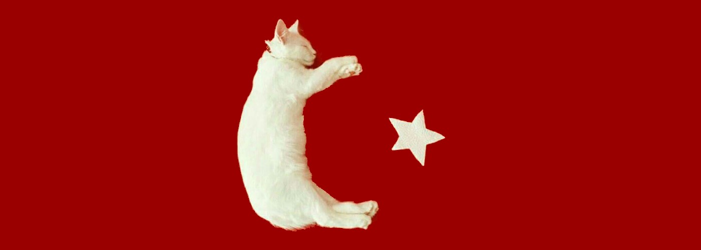 Кошкин дом. Или почему в Турции много кошек
