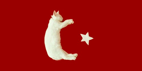 Кошкин дом. Или почему в Турции много кошек