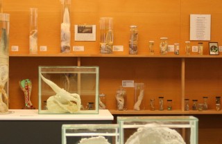 Исландский музей фаллосов в Рейкьявике