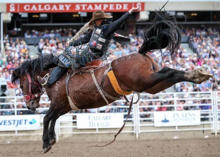 The Calgary Stampede 