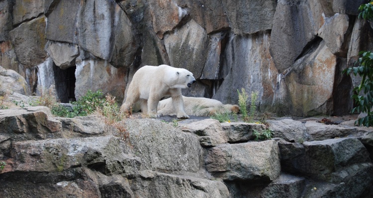 Белый медведь в зоопарке Берлина