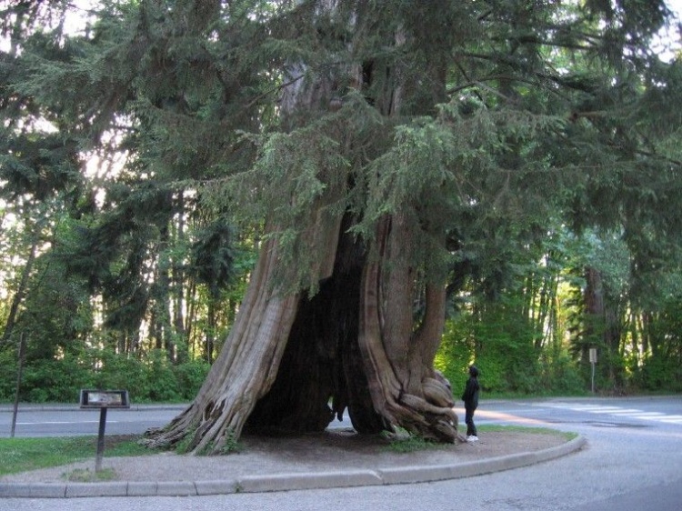 Полое дерево в парке Стэнли, Ванкувер