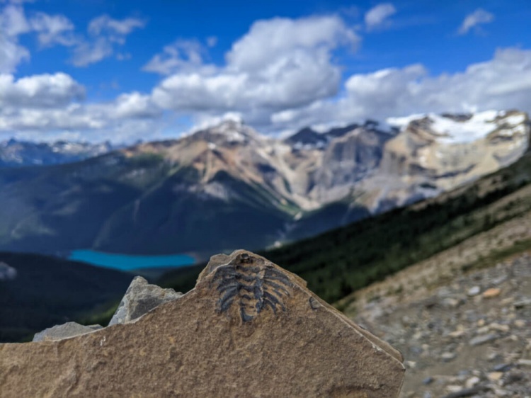 Burgess Shale