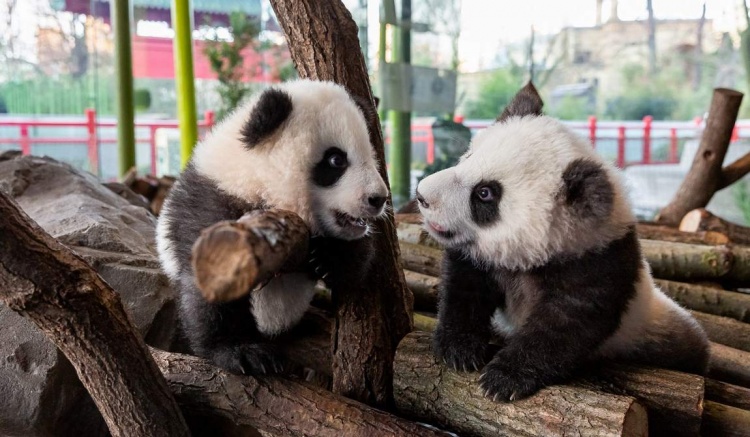 Панды в берлинском зоопарке