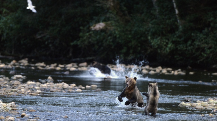 Медведи Гризли на Большом Медвежьем озере