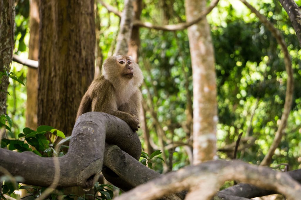Гора обезьян на Пхукете / Phuket Monkey Hill / Khao Toe Sae Гора обезьян Пхукет