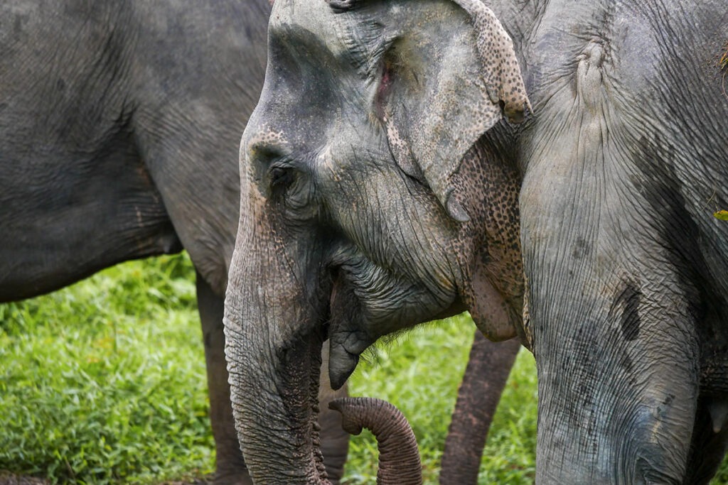 Заповедник «Убежище слонов» на Пхукете / Phuket Elephant Sanctuary Посмотреть слонов на Пхукете - история слонов