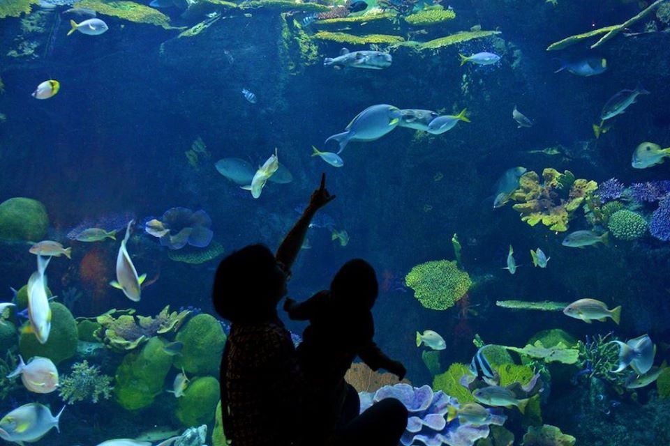 Океанариум Siam Ocean World