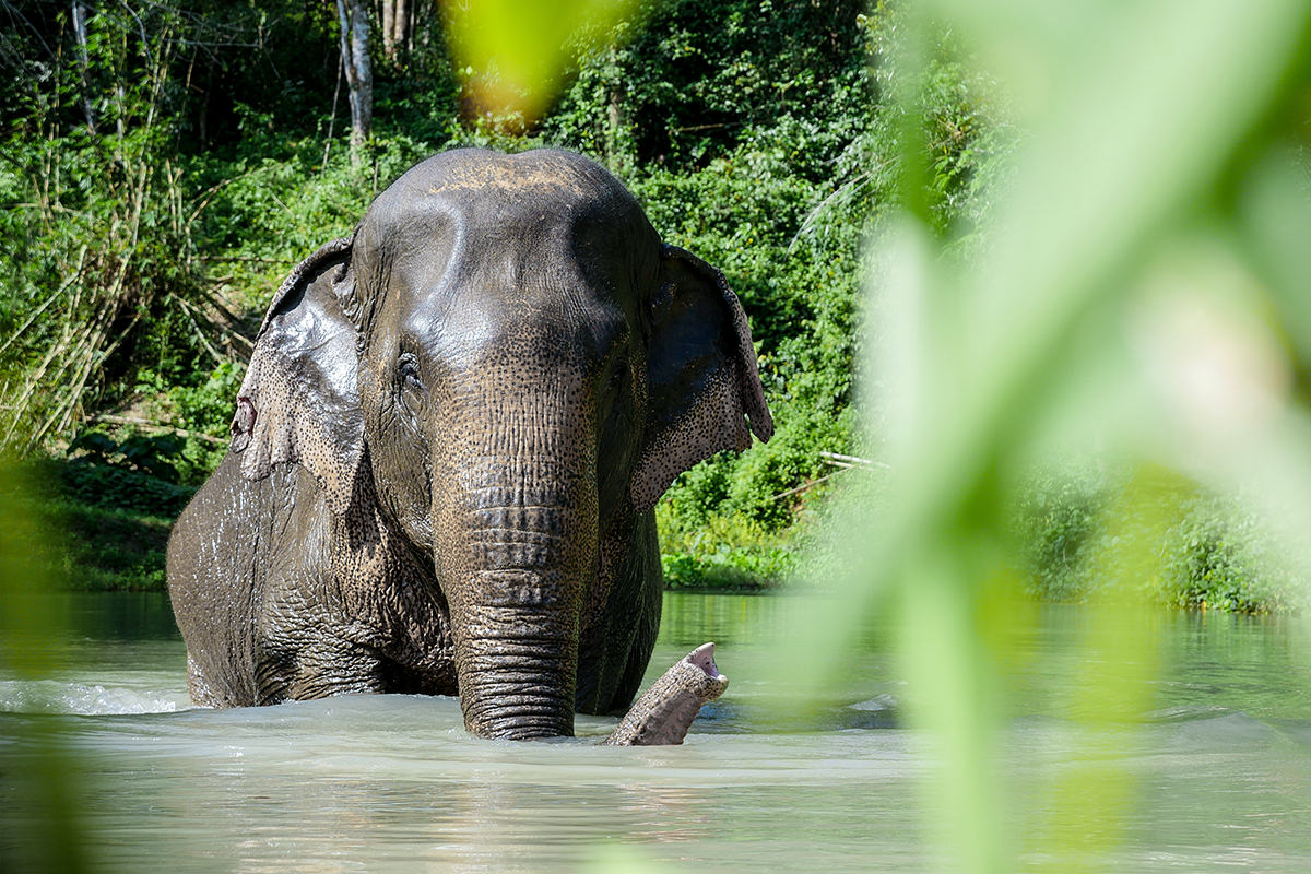 Elephant пхукет. Заповедник слонов Пхукет. Санктуарий слонов Пхукет. Слоны Laguna Пхукет. Шри Ланка слоны заповедник.