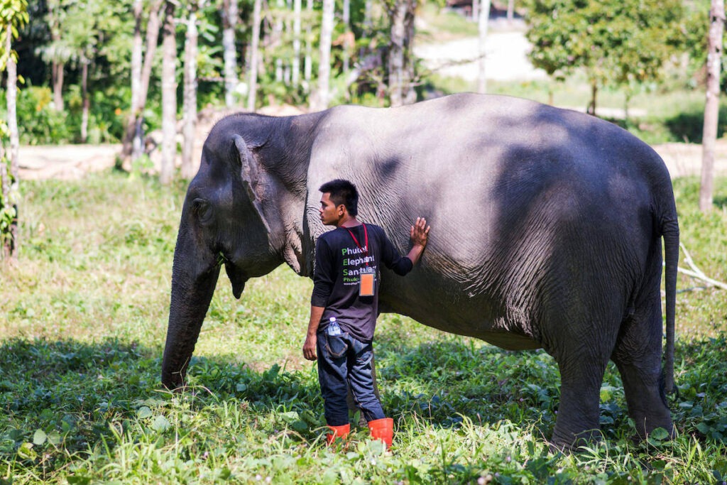 Заповедник «Убежище слонов» на Пхукете / Phuket Elephant Sanctuary Заповедник слонов Пхукет