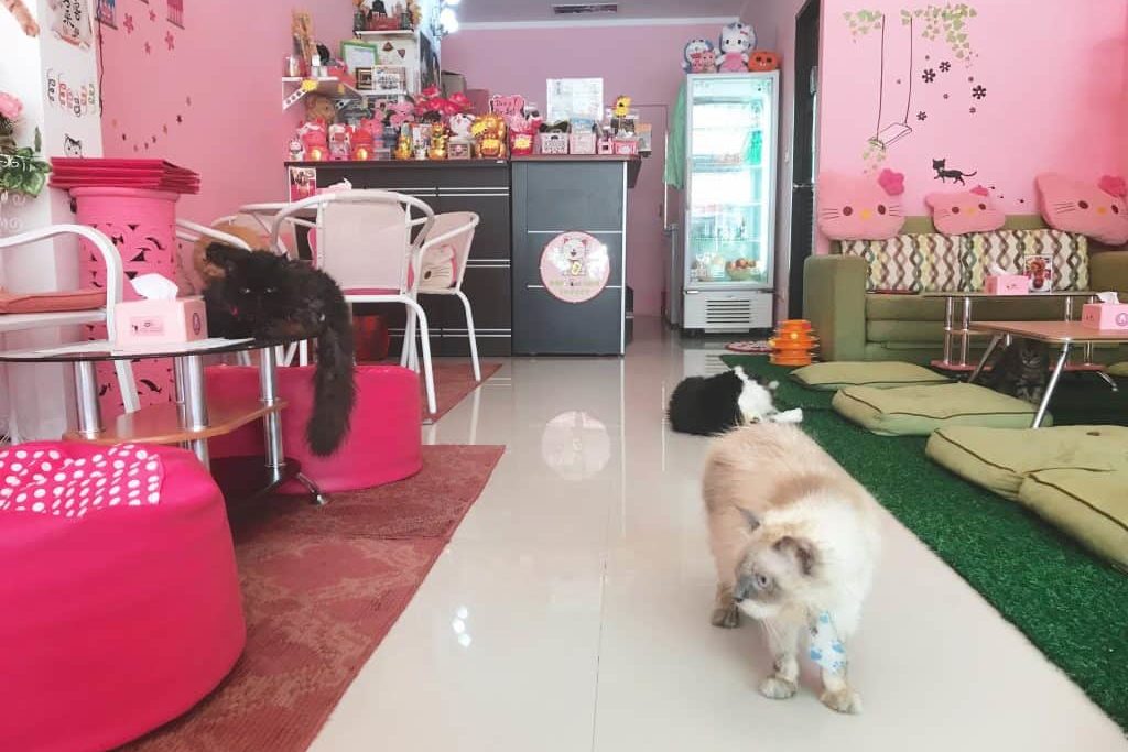 Кафе Neko Cat Cafe Пхукет