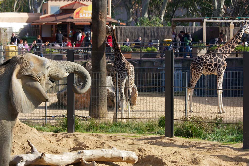 Зоопарк Барселоны / Zoo Barcelona Зоопарк — достопримечательность Барселоны и развлечение для детей