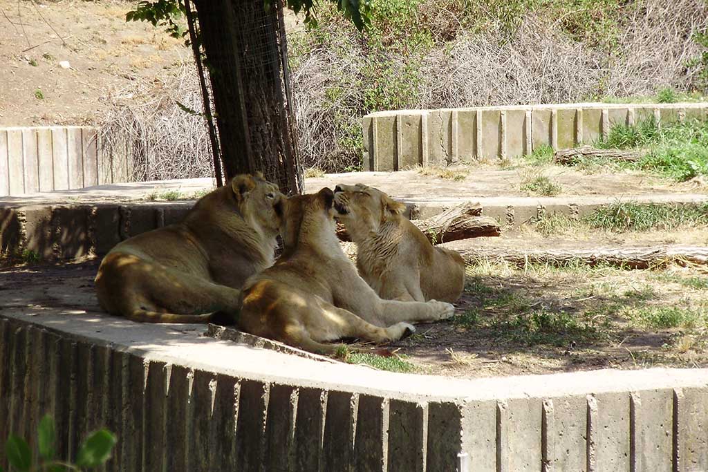 Se puede llevar comida al zoo madrid