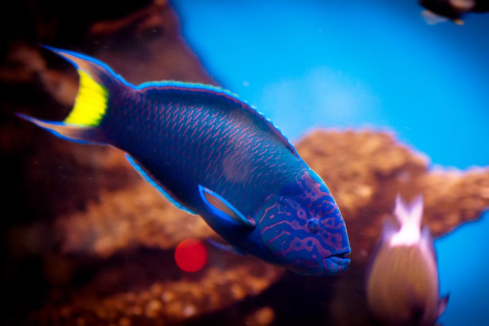 Океанариум Барселоны / L`aquarium de Barcelona Океанариум в Барселоне, Испания