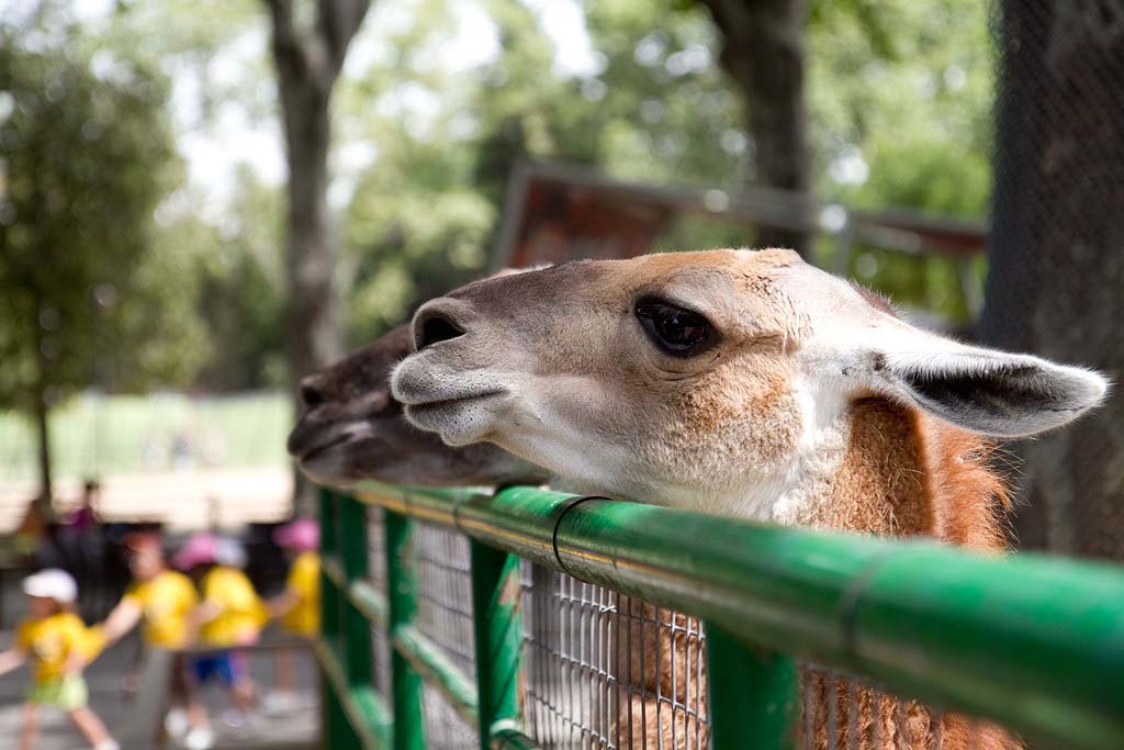 Зоопарк Барселоны / Zoo Barcelona Какие животные в зоопарке Барселоны